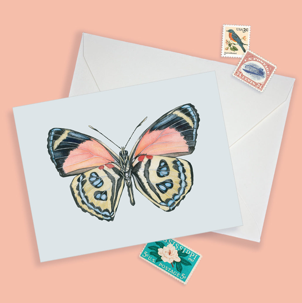 Callicore Butterfly