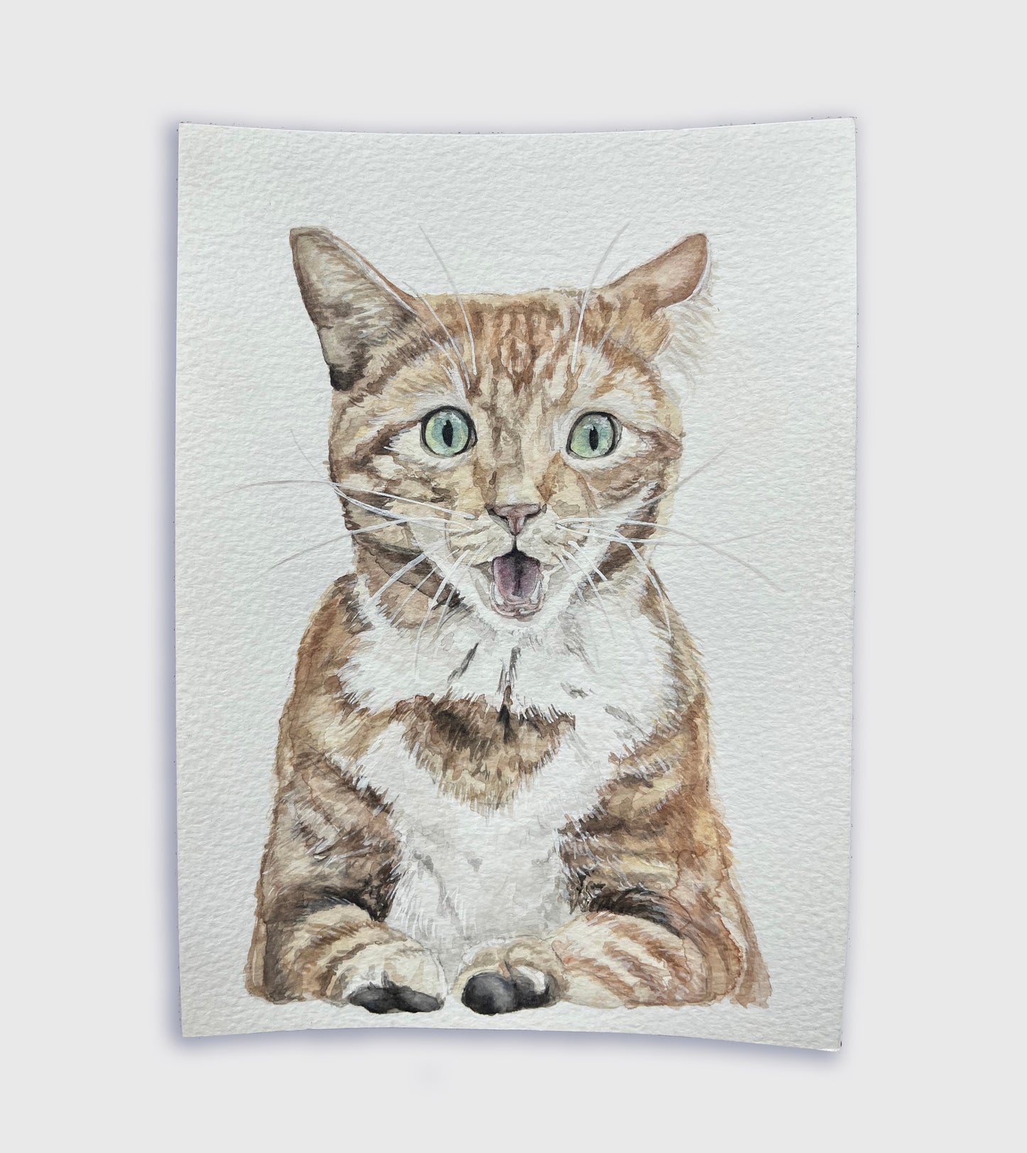 Surprised Cat