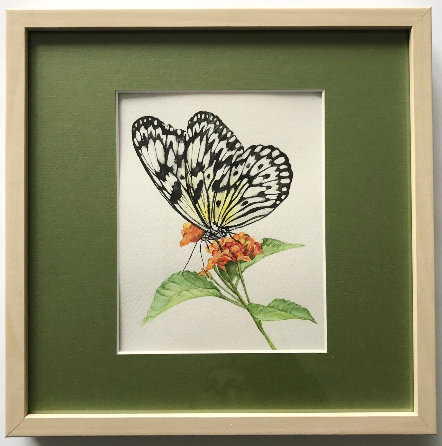 Paper Kite Butterfly on Milkweed
