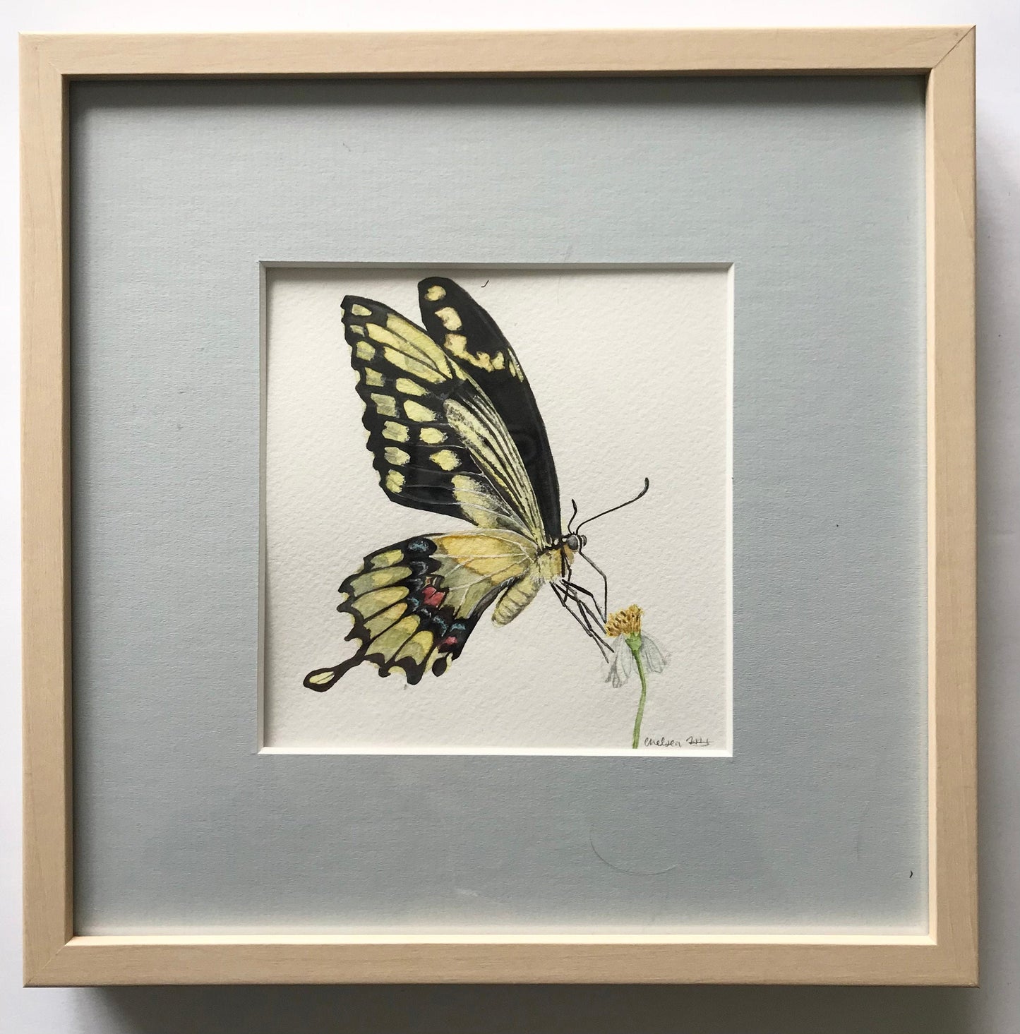 Swallowtail Butterfly on Cosmo Flower