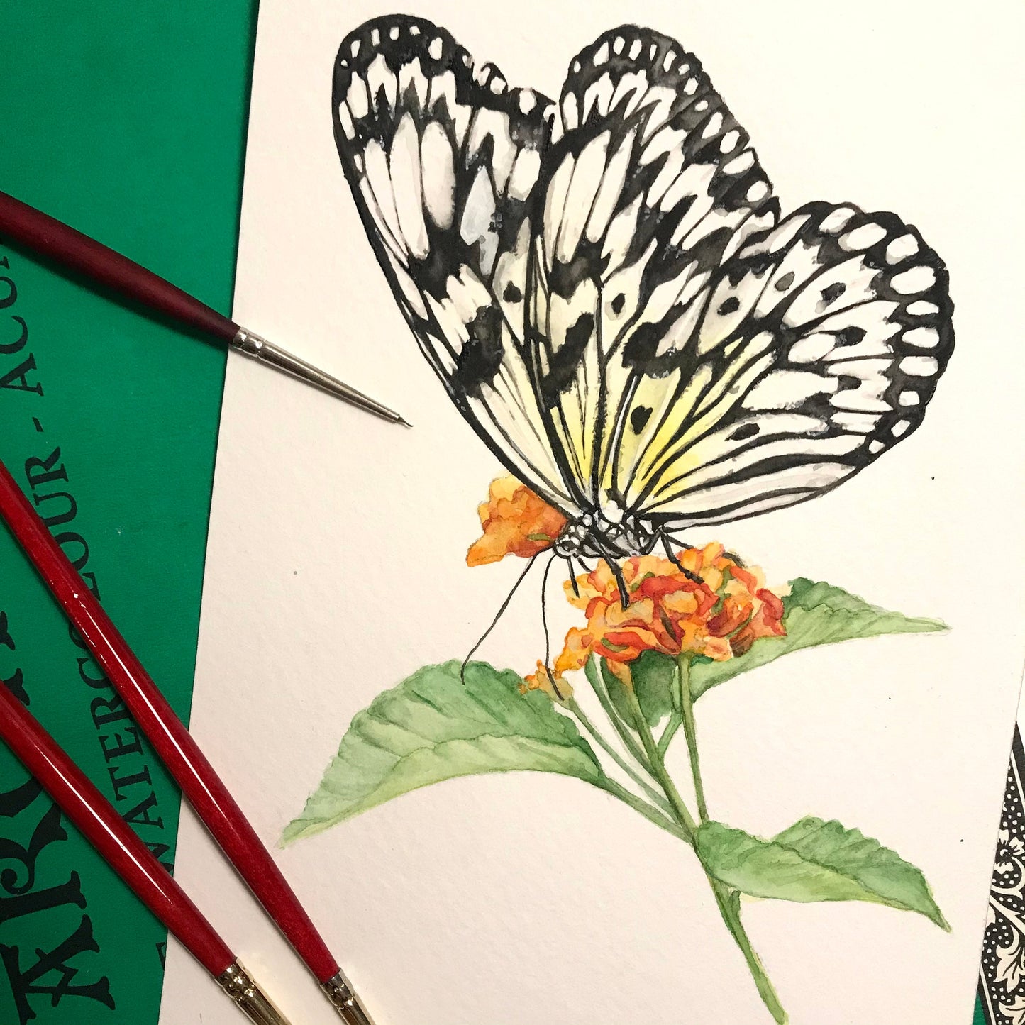 Paper Kite Butterfly on Milkweed