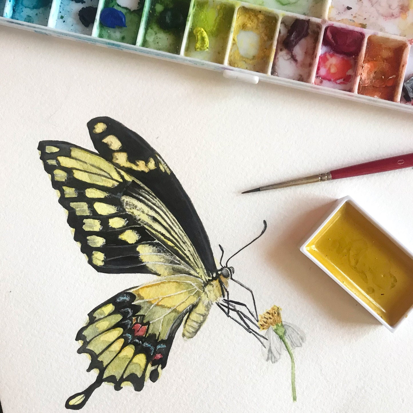 Swallowtail Butterfly on Cosmo Flower