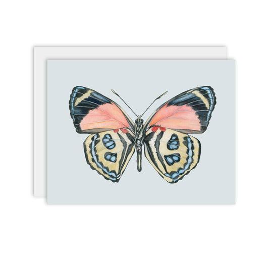 Callicore Butterfly