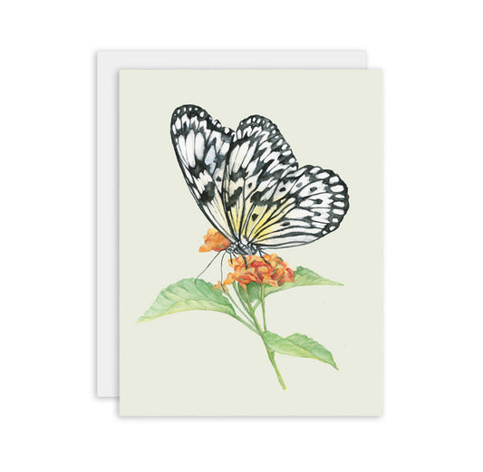 Butterfly on Milkweed Flower