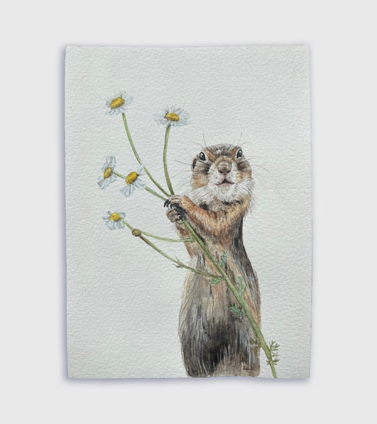 Ground Squirrel with Chamomile Flowers