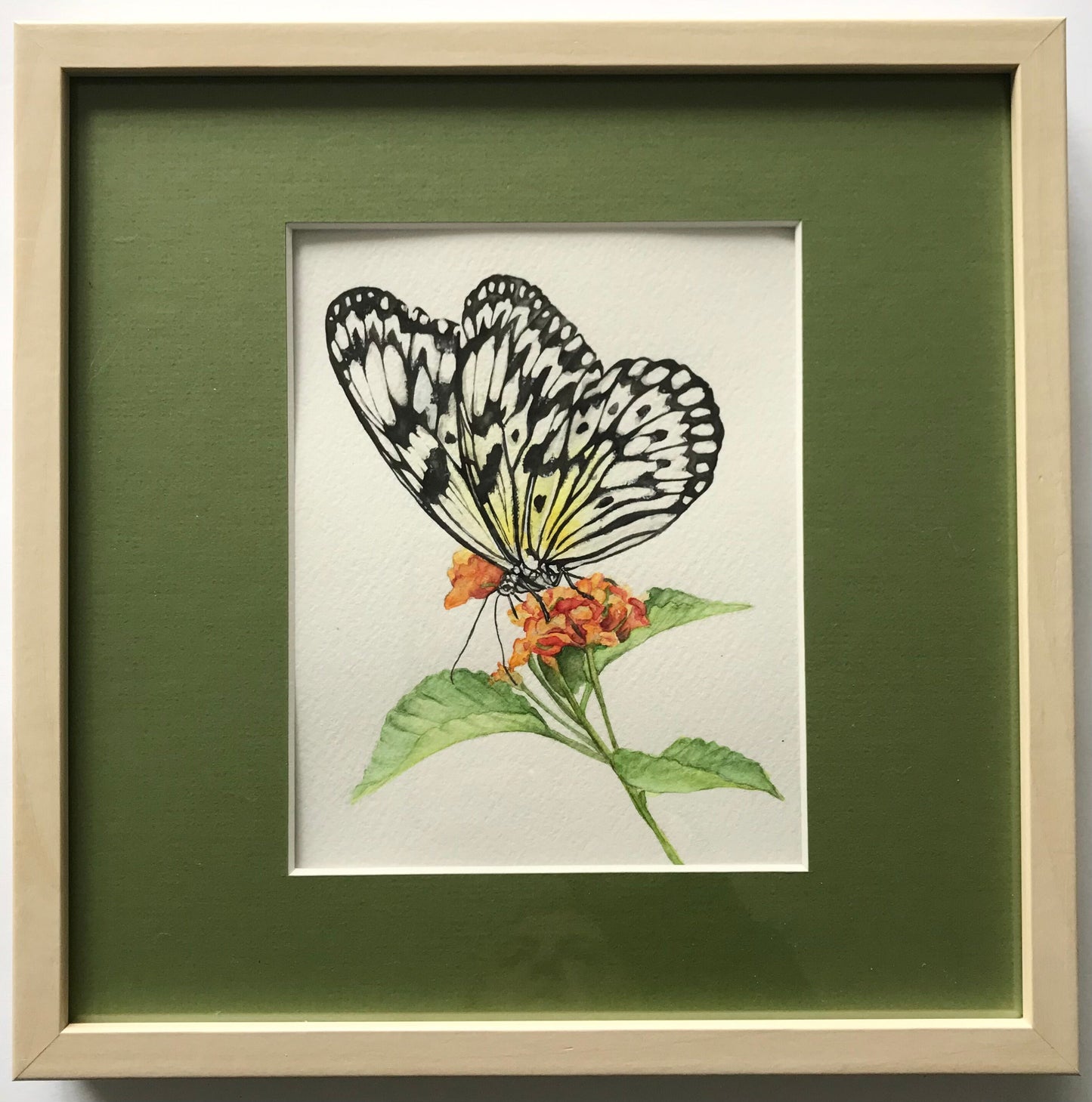 Paper Kite Butterfly on Milkweed